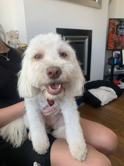 Photo associated with Flawless Fur dog grooming