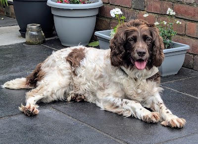 Photo associated with Flawless Fur dog grooming