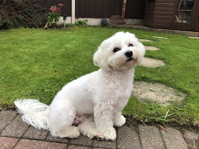 Photo associated with Flawless Fur dog grooming