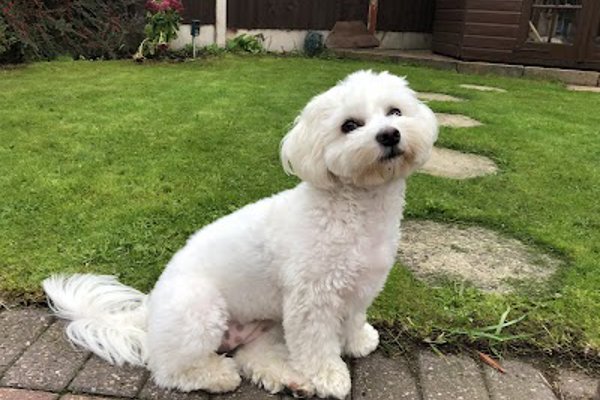 Photo associated with Flawless Fur dog grooming