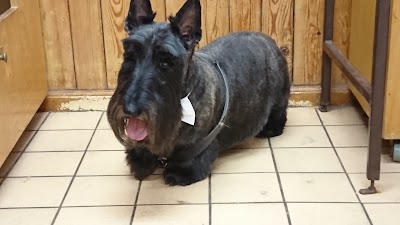 Photo associated with Janimals Dog Grooming