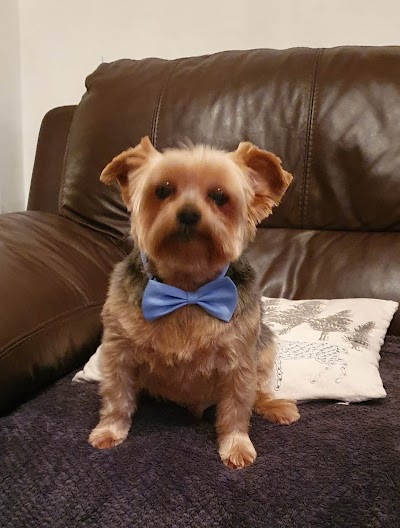 Photo associated with Janimals Dog Grooming