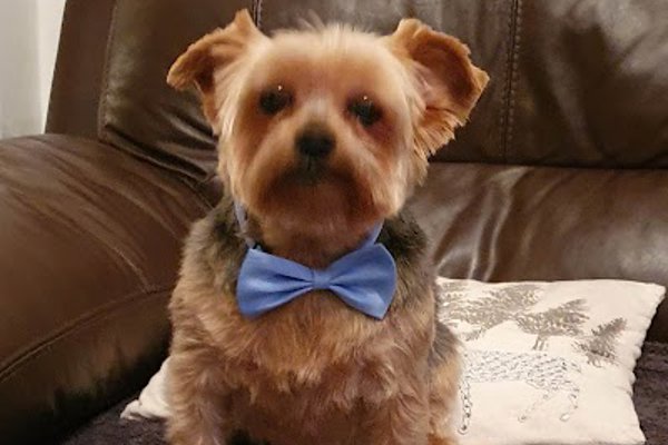 Photo associated with Janimals Dog Grooming