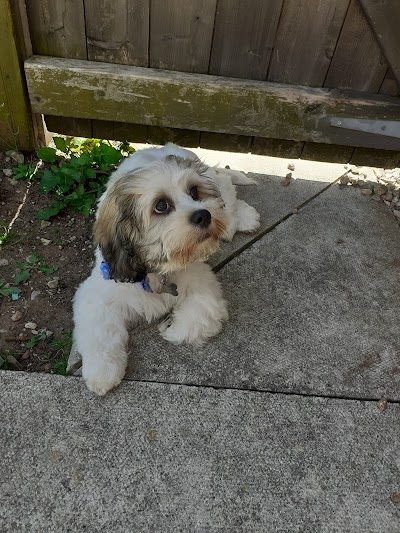 Photo associated with Leah's Dog Grooming