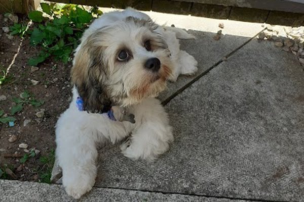Photo associated with Leah's Dog Grooming
