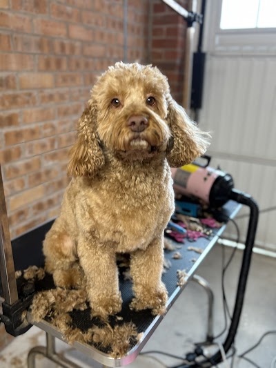 Photo associated with Leah's Dog Grooming