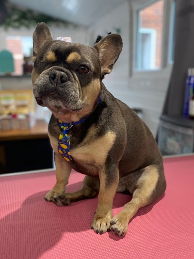 Photo associated with Star Spa Dog Grooming & Academy