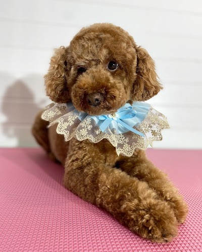Photo associated with Star Spa Dog Grooming & Academy