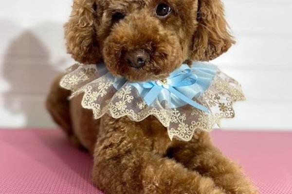 Photo associated with Star Spa Dog Grooming & Academy
