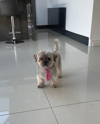 Photo associated with Star Spa Dog Grooming & Academy
