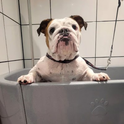 Photo associated with Barklands Dog Grooming