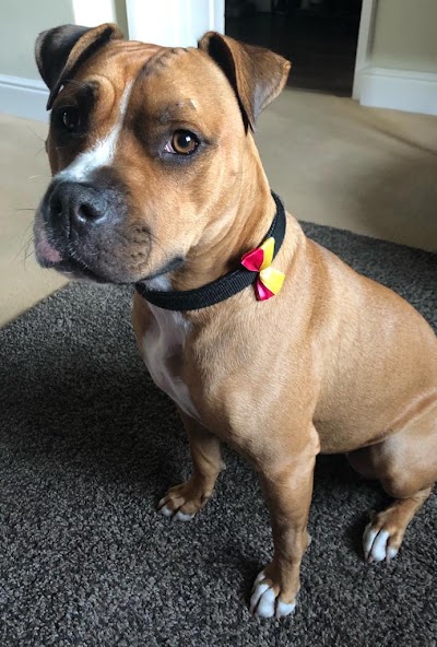 Photo associated with Top 2 Tail Pet Grooming