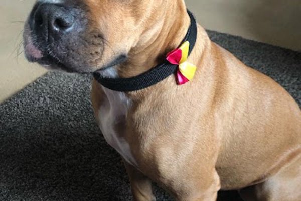 Photo associated with Top 2 Tail Pet Grooming