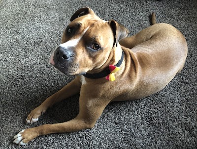 Photo associated with Top 2 Tail Pet Grooming