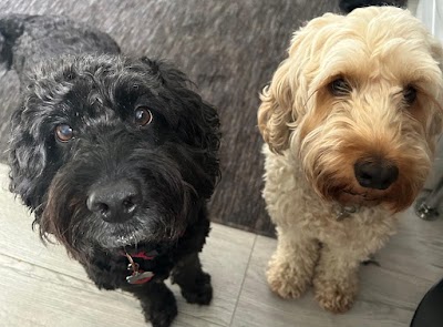 Photo associated with Shampoochies Dog Grooming