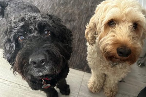 Photo associated with Shampoochies Dog Grooming