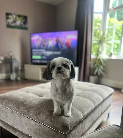 Photo associated with Shampoochies Dog Grooming