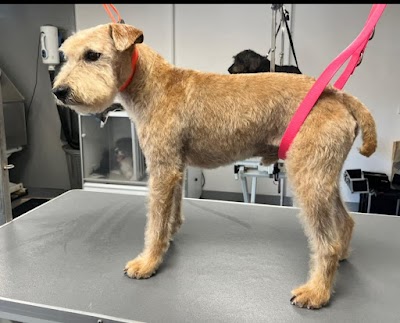 Photo associated with Kelsey's Pad Dog Grooming
