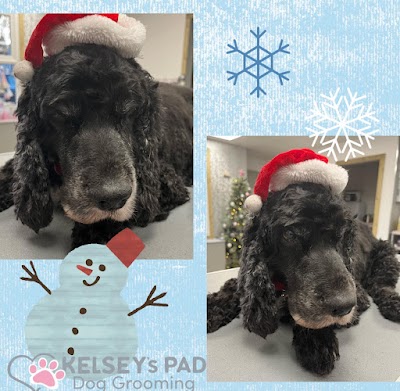 Photo associated with Kelsey's Pad Dog Grooming