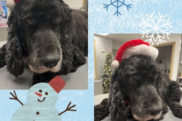 Photo associated with Kelsey's Pad Dog Grooming