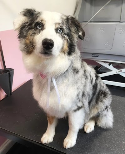 Photo associated with Bark & Bloom Dog Grooming