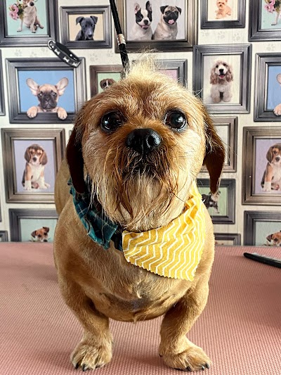 Photo associated with Rachels Pet Pawfection - Dog Grooming