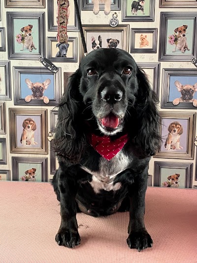 Photo associated with Rachels Pet Pawfection - Dog Grooming
