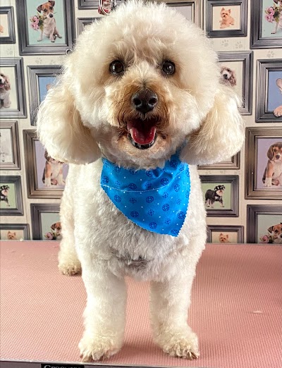 Photo associated with Rachels Pet Pawfection - Dog Grooming