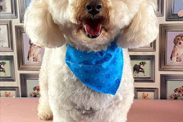 Photo associated with Rachels Pet Pawfection - Dog Grooming