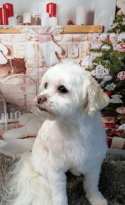 Photo associated with Dog Grooming By Julia