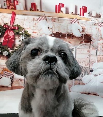 Photo associated with Dog Grooming By Julia