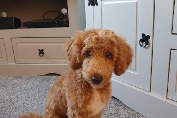 Photo associated with Dog Grooming By Julia
