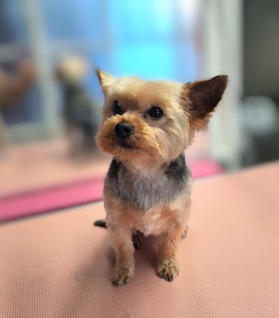 Photo associated with Mucky Pupz Dog & Cat Grooming Doncaster