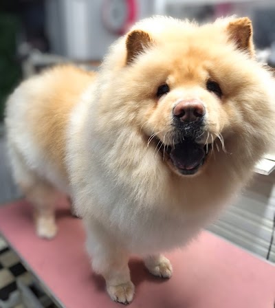 Photo associated with Mucky Pupz Dog & Cat Grooming Doncaster