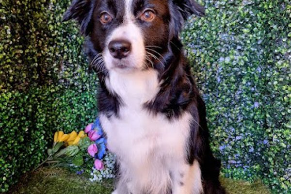 Photo associated with Mucky Pupz Dog & Cat Grooming Doncaster