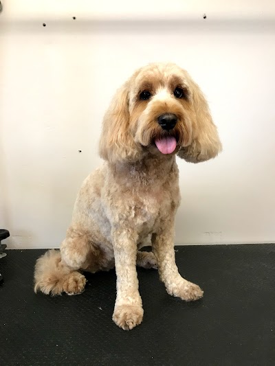 Photo associated with Glamorous Paws - Dog Grooming