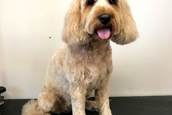 Photo associated with Glamorous Paws - Dog Grooming