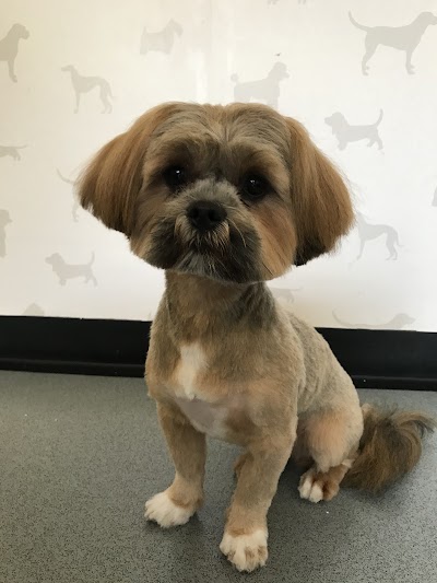 Photo associated with Glamorous Paws - Dog Grooming