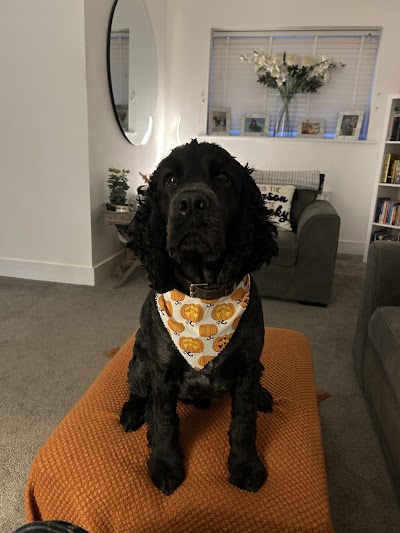 Photo associated with Mobile K9 Spa