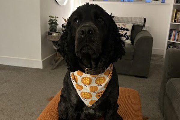 Photo associated with Mobile K9 Spa