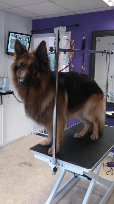 Photo associated with Purple Paws Grooming Salon