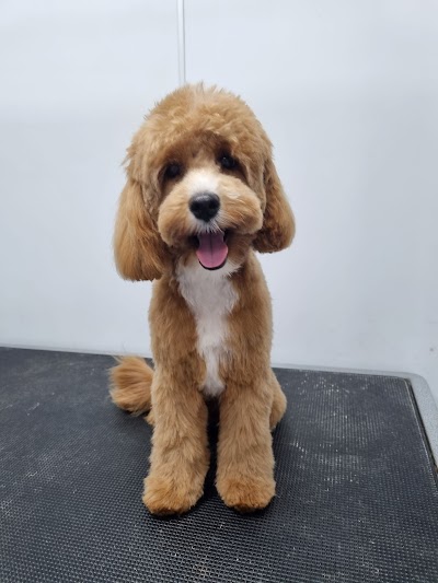 Photo associated with The Dog Wash Company