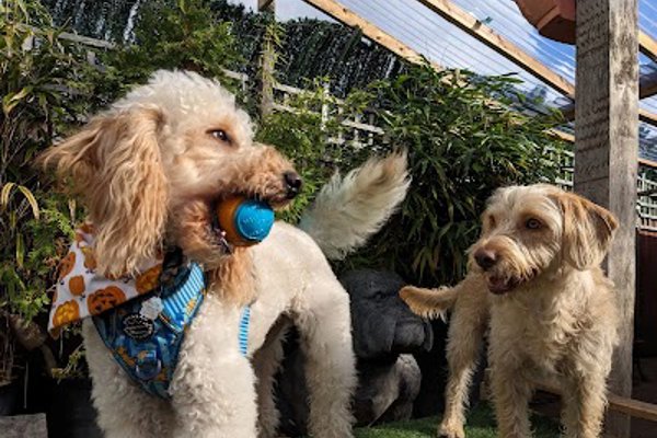 Photo associated with The Dog Wash Company