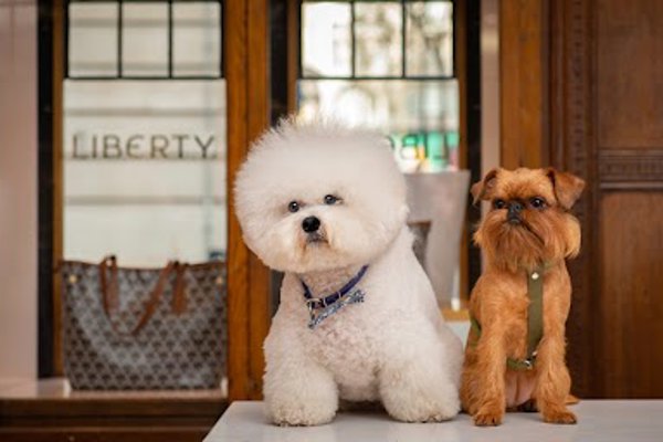 Photo associated with London Dog Grooming Company