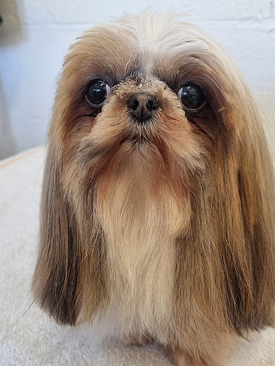 Photo associated with Sam Coldwell professional dog groomer