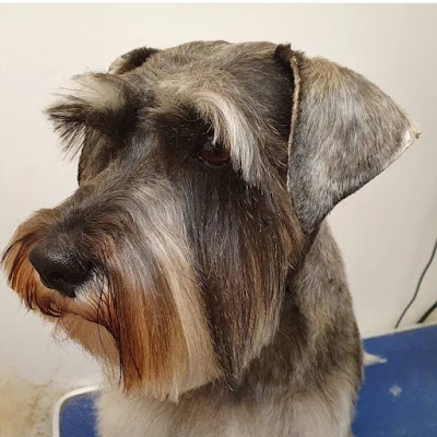 Photo associated with Sam Coldwell professional dog groomer