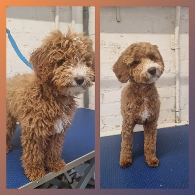 Photo associated with Sam Coldwell professional dog groomer