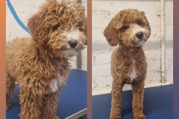 Photo associated with Sam Coldwell professional dog groomer