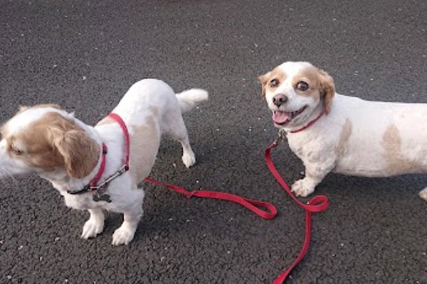 Photo associated with Shampooches-Groomers