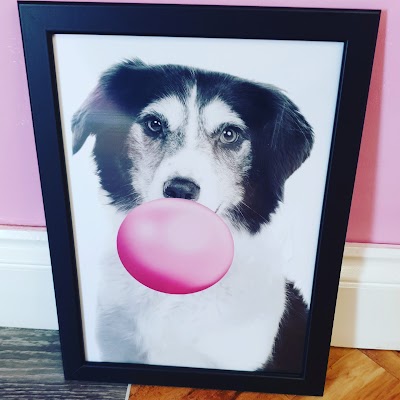 Photo associated with Shampooches-Groomers